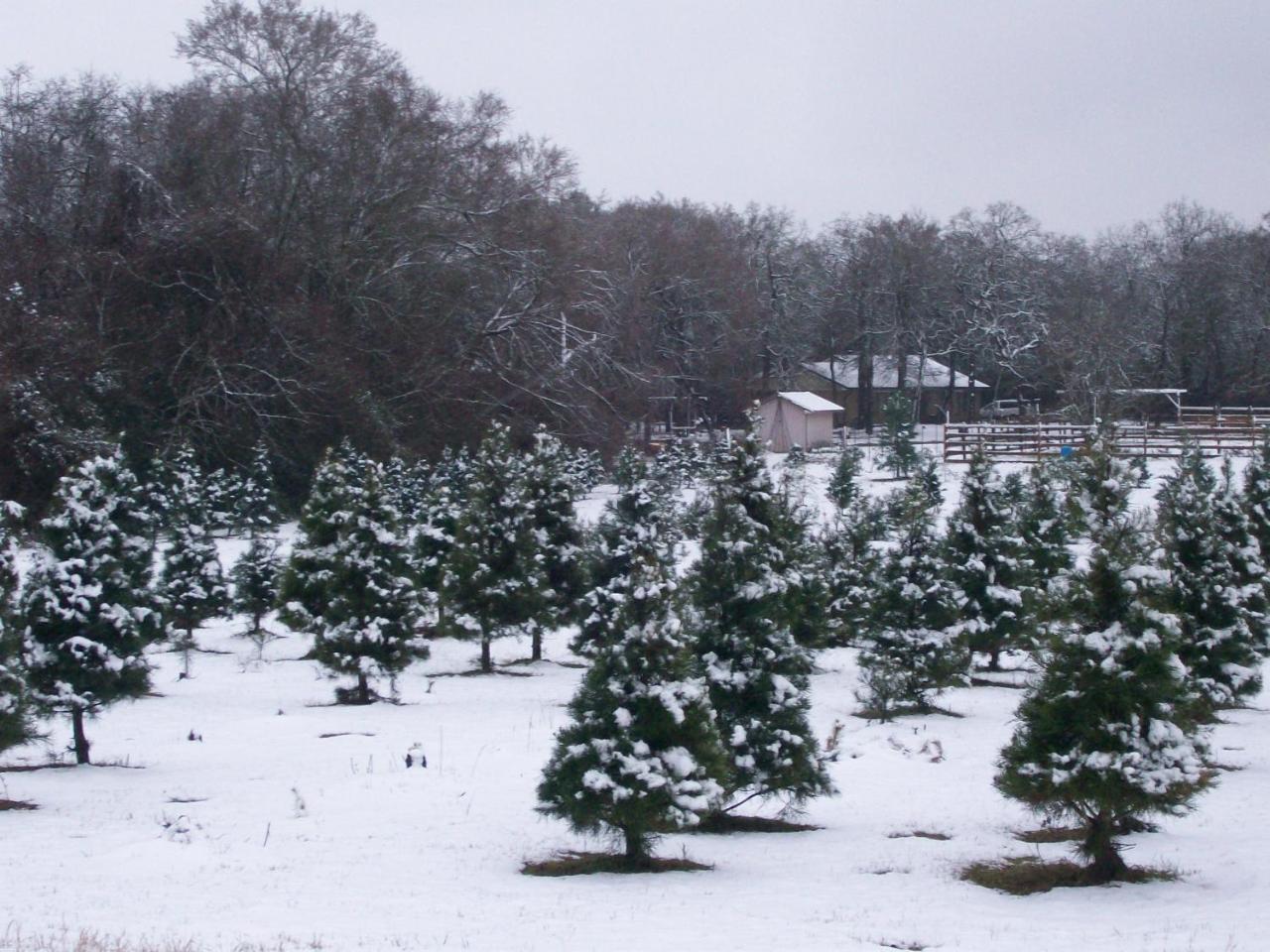 Kelumac Christmas Tree Farm B&B Bryan Exterior photo